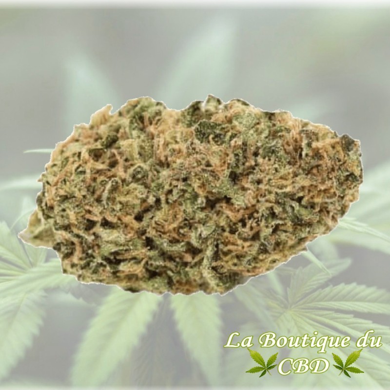 CBD - FLEUR DE CBD 5GRS CRITICAL OUTDOOR - LA BOUTIQUE DU CBD® CBD - FLEUR DE CBD 5GRS CRITICAL OUTDOOR - LA BOUTIQUE DU CBD®