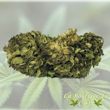 cbd - FLEUR DE CBD 2 GRS AMNESIA GREENHOUSE - LA BOUTIQUE DU CBD®