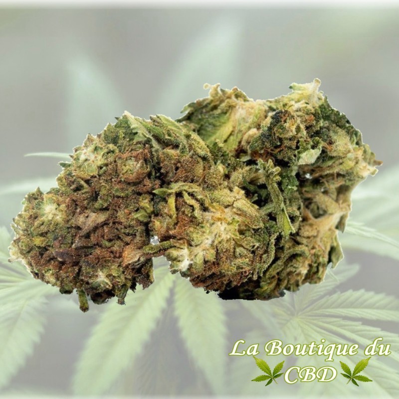 FLEUR DE CBD 2 GRS Mango kush INDOOR - LA BOUTIQUE DU CBD®