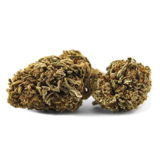 JACK HERRER 5 GRS GREENHOUSE FLEURS DE CBD INFUSION