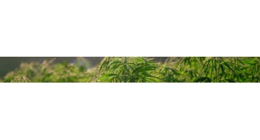 VAPORISATEURS CBD