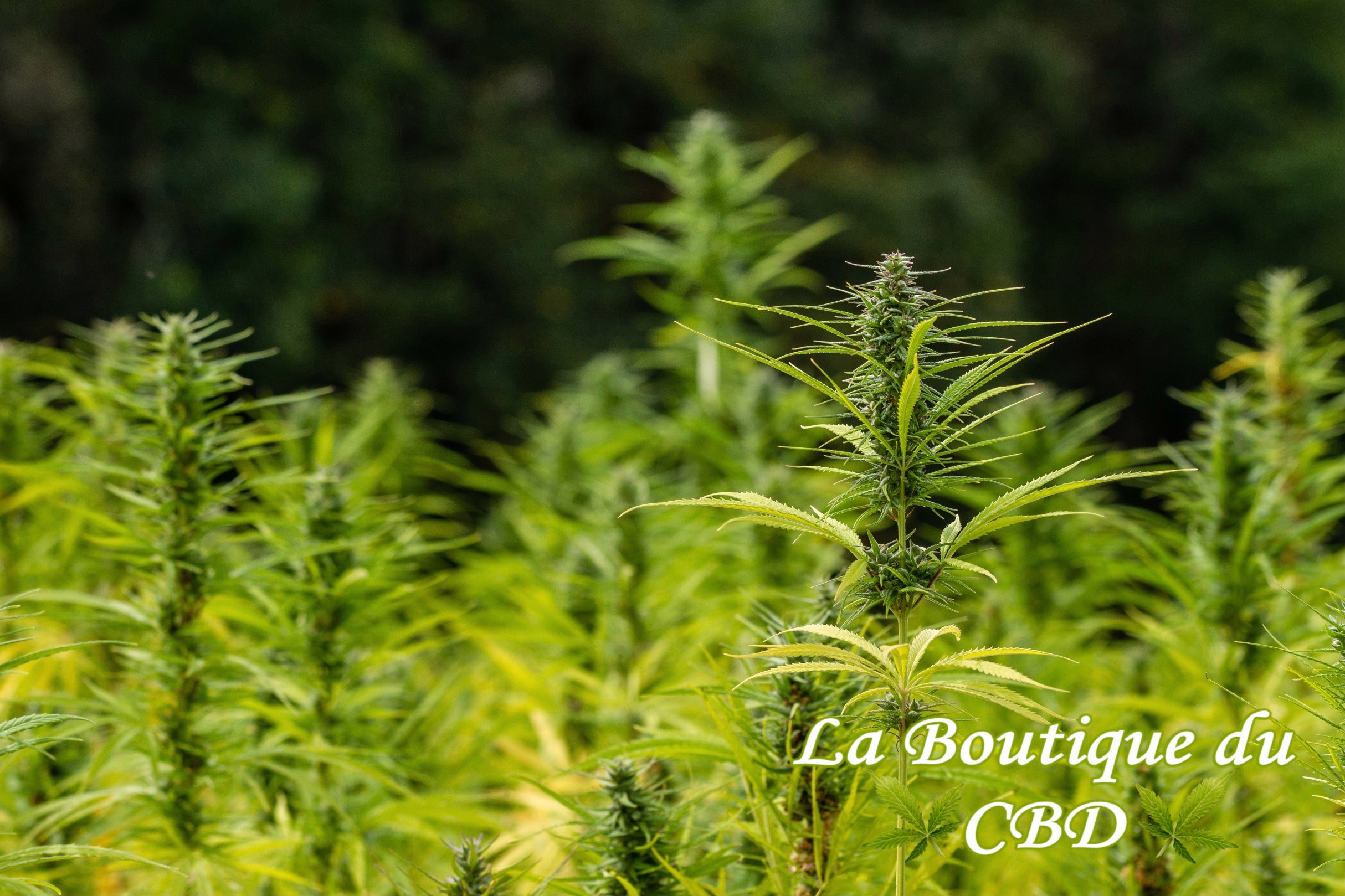 FLEURS DE CBD OUTDOOR