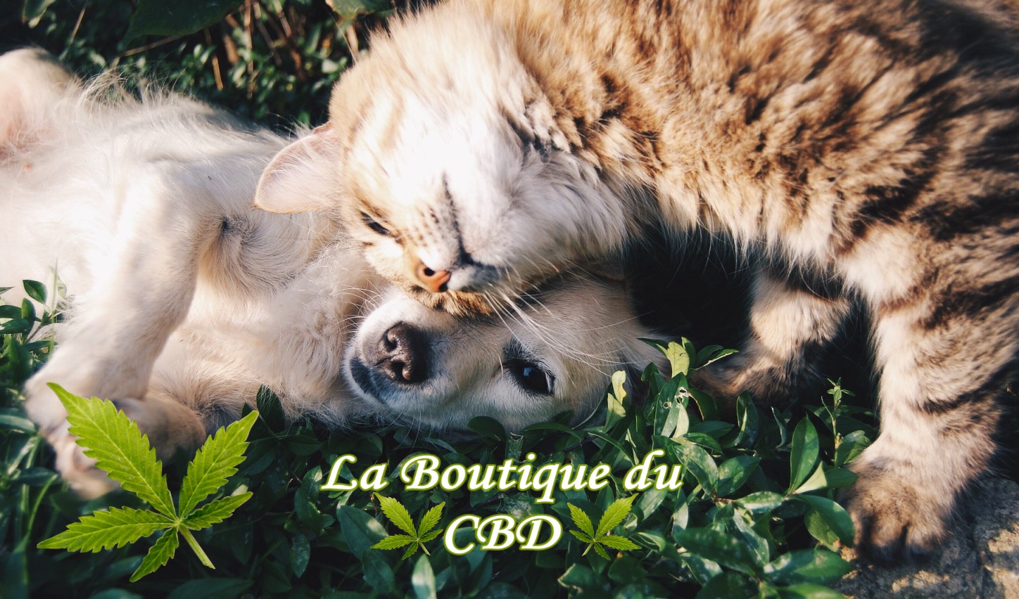 HUILE CBD POUR ANIMAUX CHESSY 77