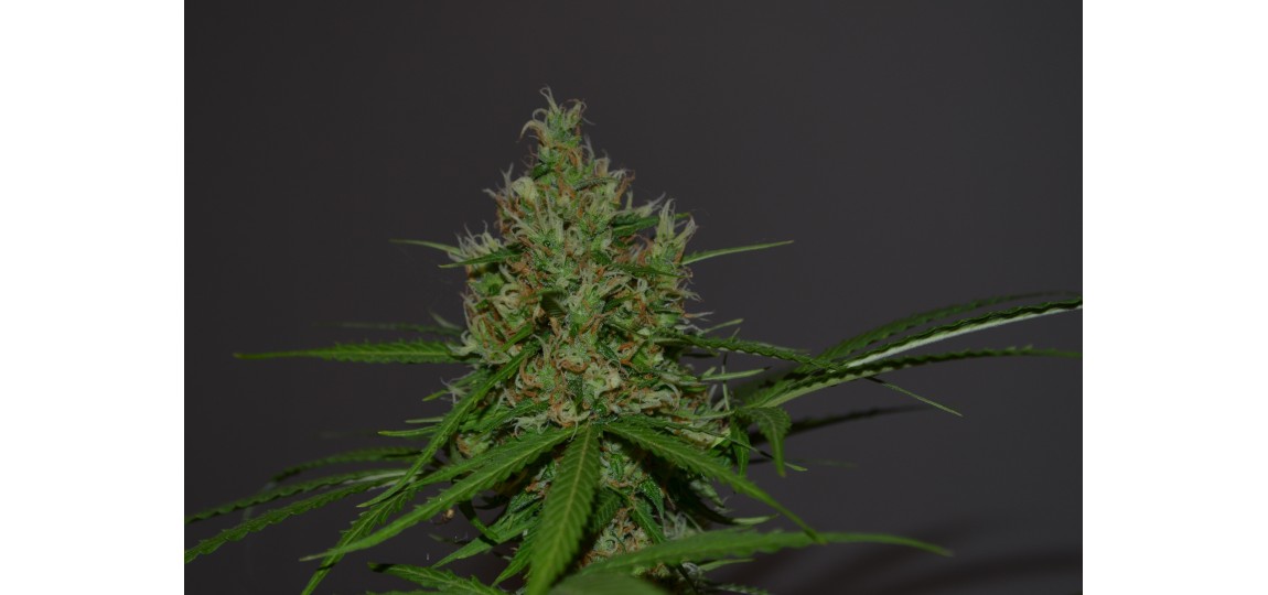 Comment consommer nos fleurs de CBD Comment consommer nos fleurs de CBD